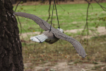 Letící sokol- strašák ptáků a hlodavců